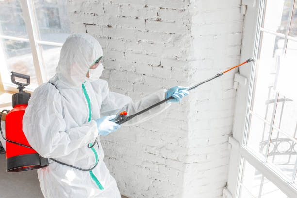 Best Black Mold Removal  in Snyder, TX